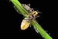 Calocoris quadripunctatus