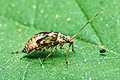 Calocoris quadripunctatus - larve