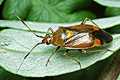 Deraeocoris ruber (B�yszczek elegancik)