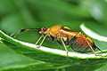 Deraeocoris ruber (B�yszczek elegancik)