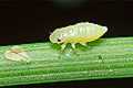 Philaenus spumarius (Pienik �linianka)