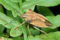 Carpocoris fuscispinus (Borczyniec owocowy)