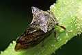 Centrotus cornutus (Zgarb rogaty)