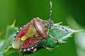 Dolycoris baccarum (Plusknia jagodziak)