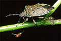 Troilus luridus