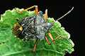 Pentatoma rufipes (Tarcz�wka rudonoga)