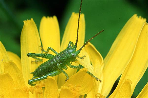 Tettigonia viridissima (Pasikonik zielony)