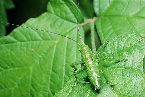 Tettigonia viridissima (Pasikonik zielony)