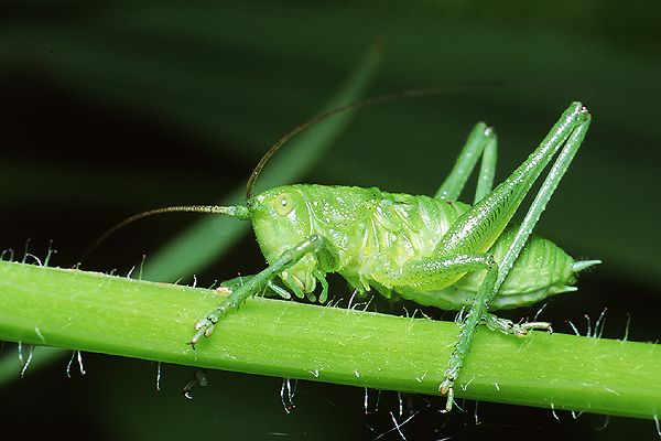 Tettigonia viridissima (Pasikonik zielony)