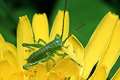 Tettigonia viridissima (Pasikonik zielony)