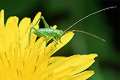 Tettigonia viridissima (Pasikonik zielony)