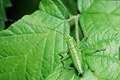 Tettigonia viridissima (Pasikonik zielony)