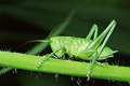 Tettigonia viridissima (Pasikonik zielony)