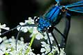 �witezianka b�yszcz�ca (Calopteryx splendens)