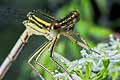 Pi�ron�g zwyczajny (Platycnemis pennipes)