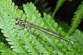Pi�ron�g zwyczajny (Platycnemis pennipes)