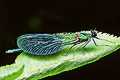 �witezianka b�yszcz�ca (Calopteryx splendens)