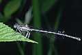 Pi�ron�g zwyczajny (Platycnemis pennipes)