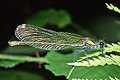 �witezianka b�yszcz�ca (Calopteryx splendens)