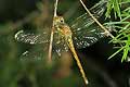 Szablak ��ty (Sympetrum flaveolum)