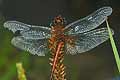 szablak krwisty (sympetrum sanguineum)