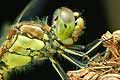 Szablak ��ty (Sympetrum flaveolum)