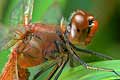 szablak krwisty (sympetrum sanguineum)